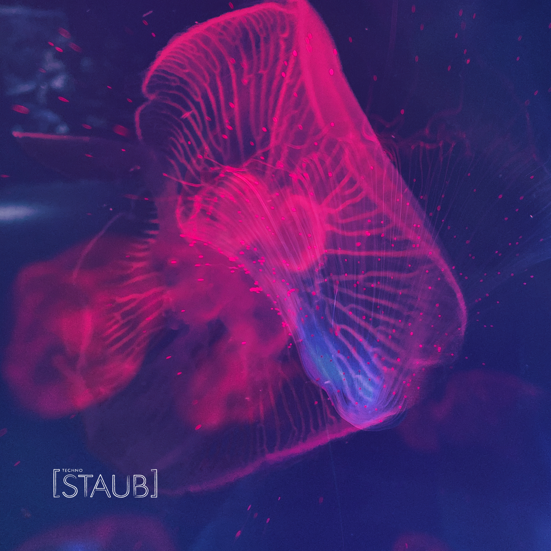 STAUB
