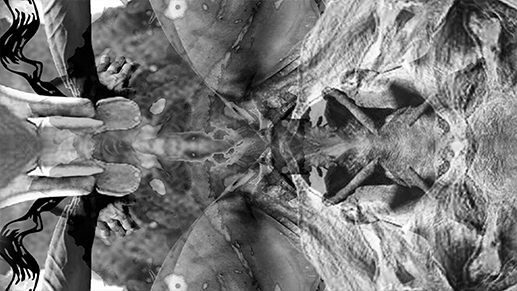 Macadam x Fast & Furieuses • Dou B2B Nawme